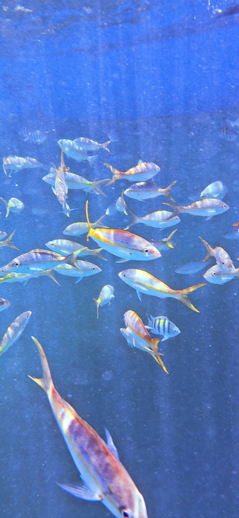 School of Fish in Florida Keys