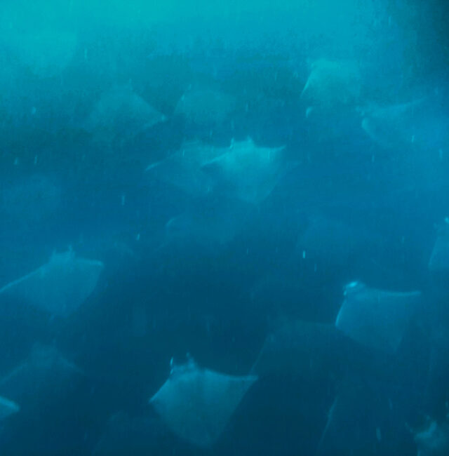School of mobula rays from above Pelagic Safari Cabo San Lucas Mexico 1