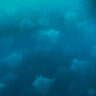 School of mobula rays from above Pelagic Safari Cabo San Lucas Mexico 1