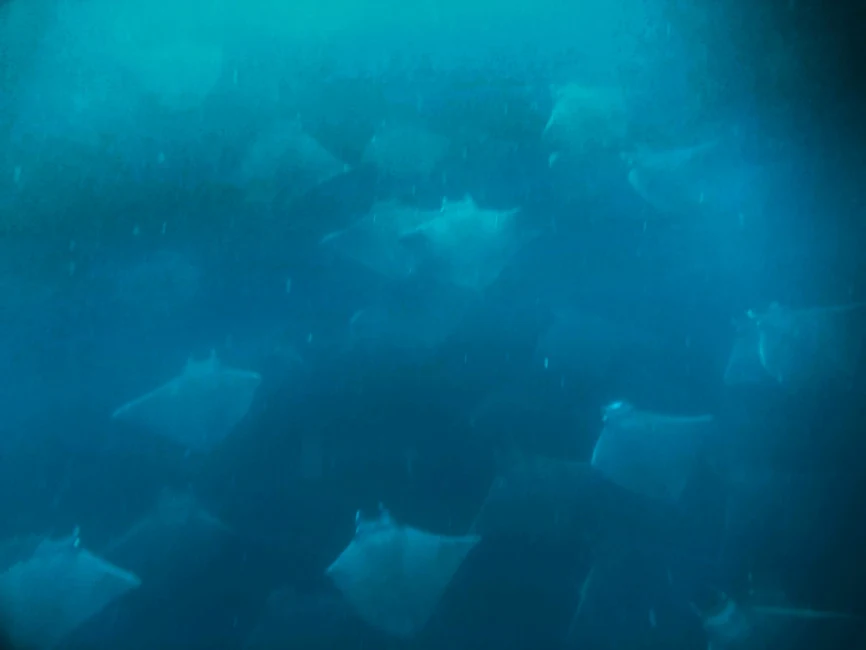 School of mobula rays from above Pelagic Safari Cabo San Lucas Mexico 1