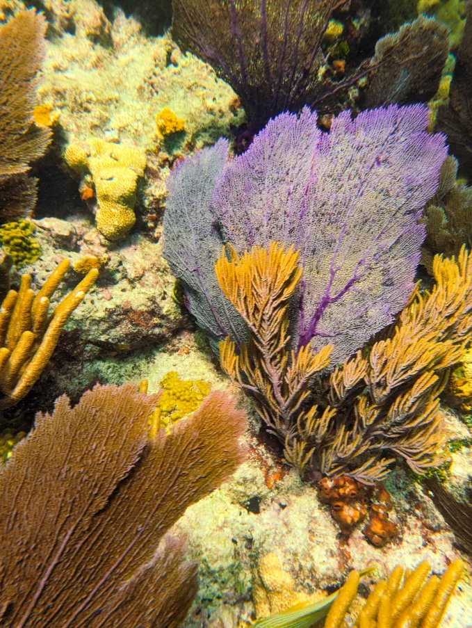 Sea Fans at Sombrero Reef National Marine Sanctuary Marathon Florida Keys 3