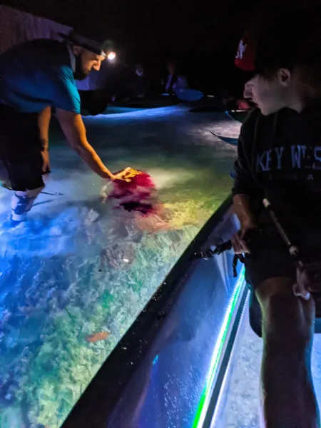 Sea Hare Inking on Nighttime Wildlife Safari with Night Kayak Key West Florida Keys 2020 1