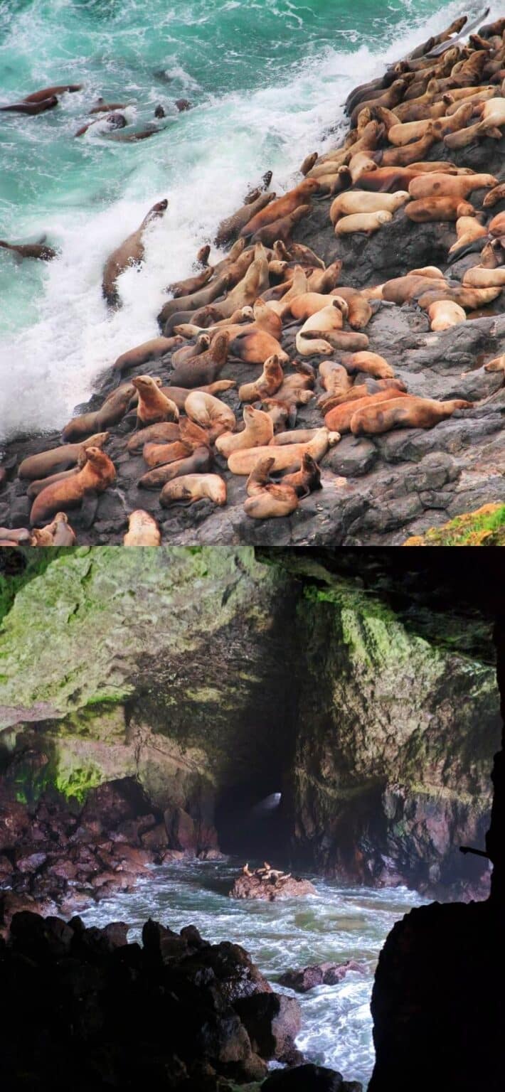 Sea Lion Caves Oregon Coast Road Trip Web Story - 2TravelDads