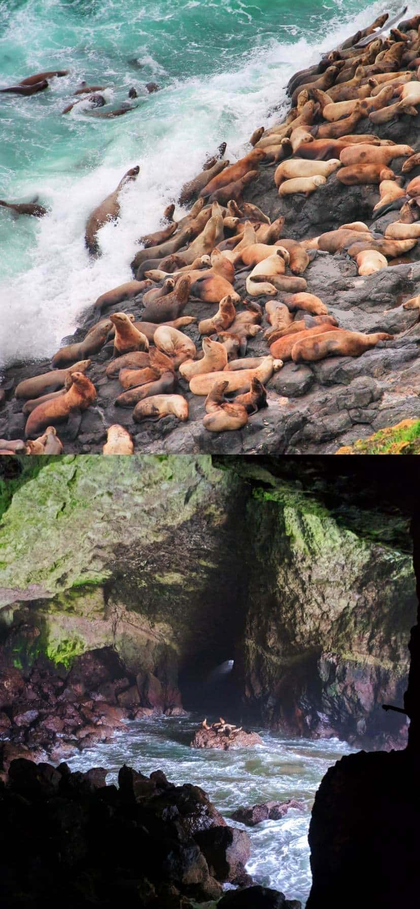 Sea Lion Caves Oregon Coast Road Trip