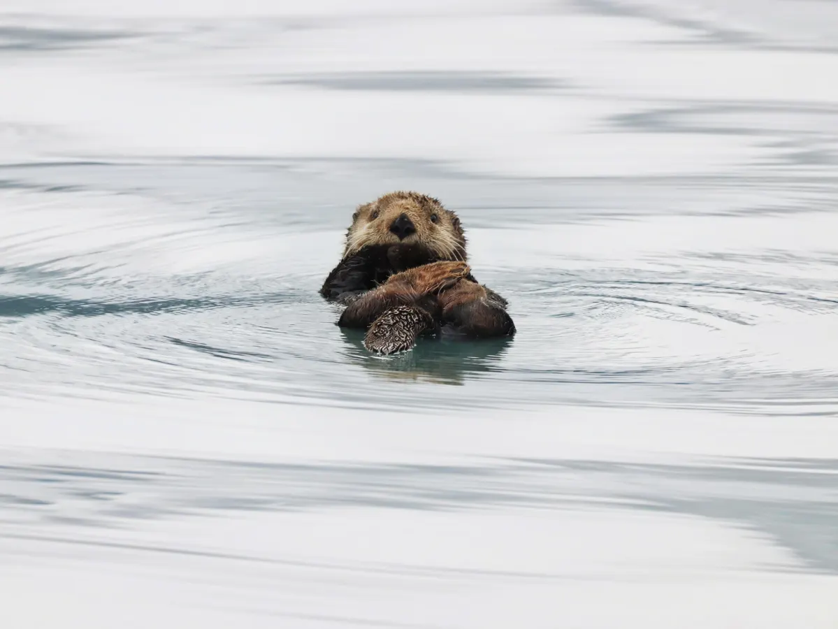 Sea Otter in Kenai Fjords National Park Alaska 2