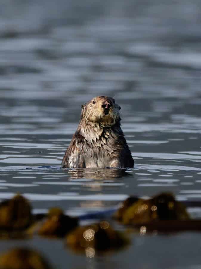 Sea Otter with Kayaking Kodiak Alaska 1