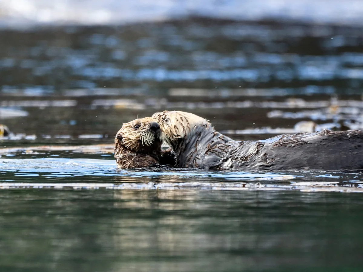 Sea Otters in Inian Island UnCruise Wilderness Legacy Inside Passage Alaska 4