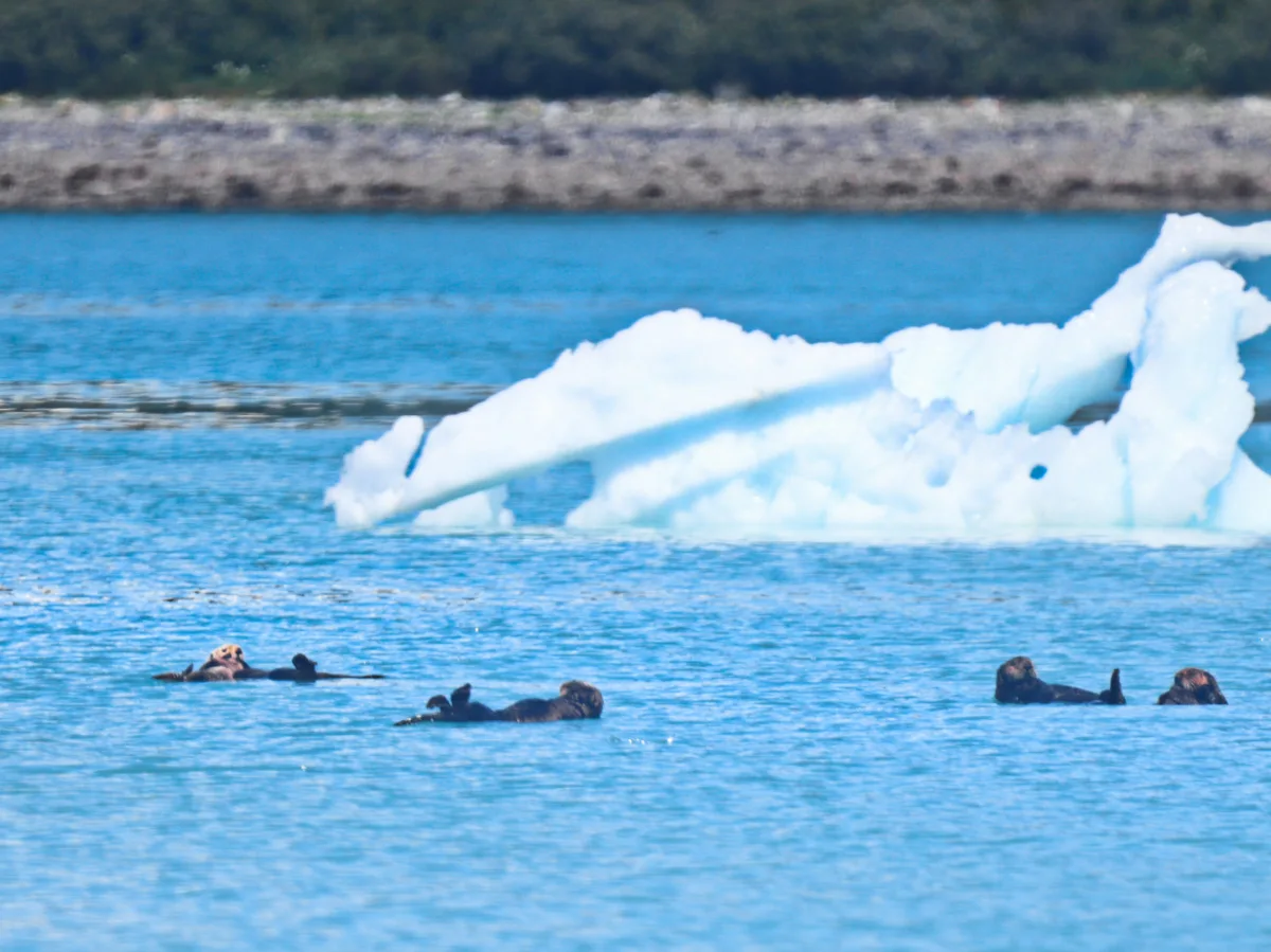 Sea Otters with Iceberg in Glacier Bay National Park Alaska 1