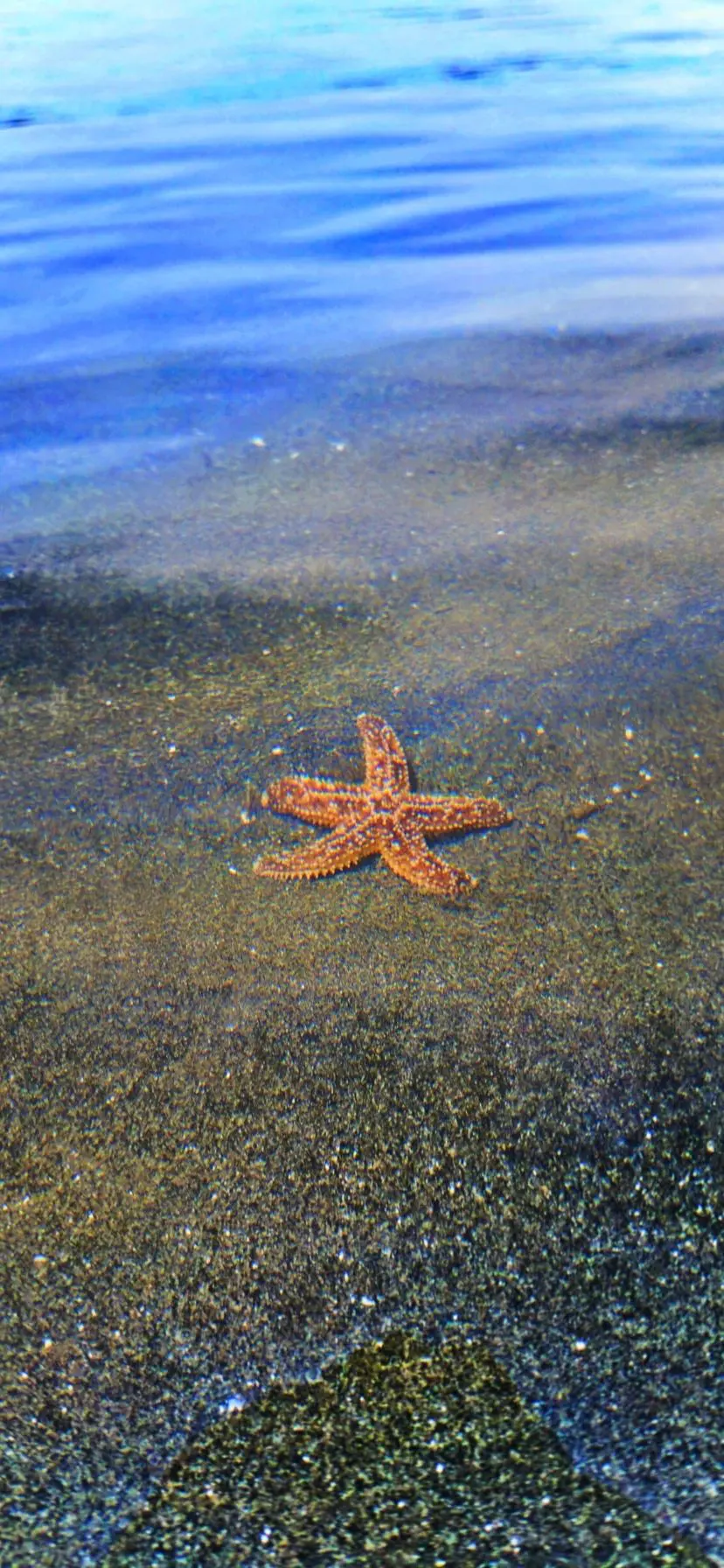 Sea Star at Ruby Beach Olympic National Park Web Story