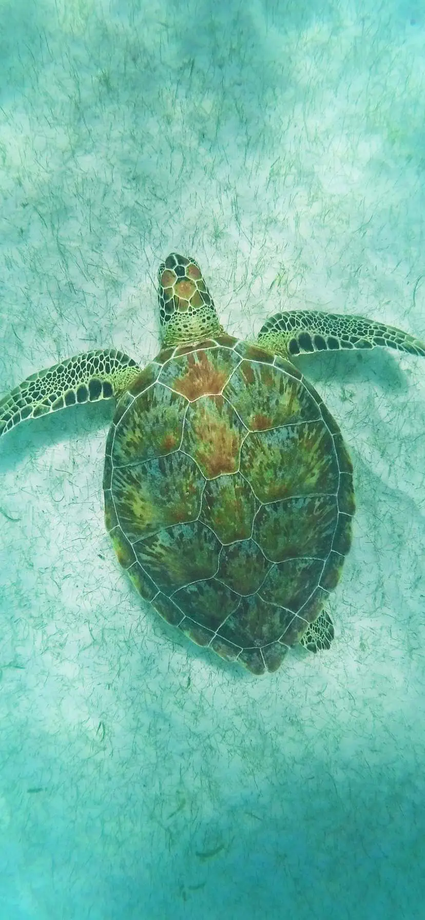 Sea Turtle at Akumal near Cenote by Tulum