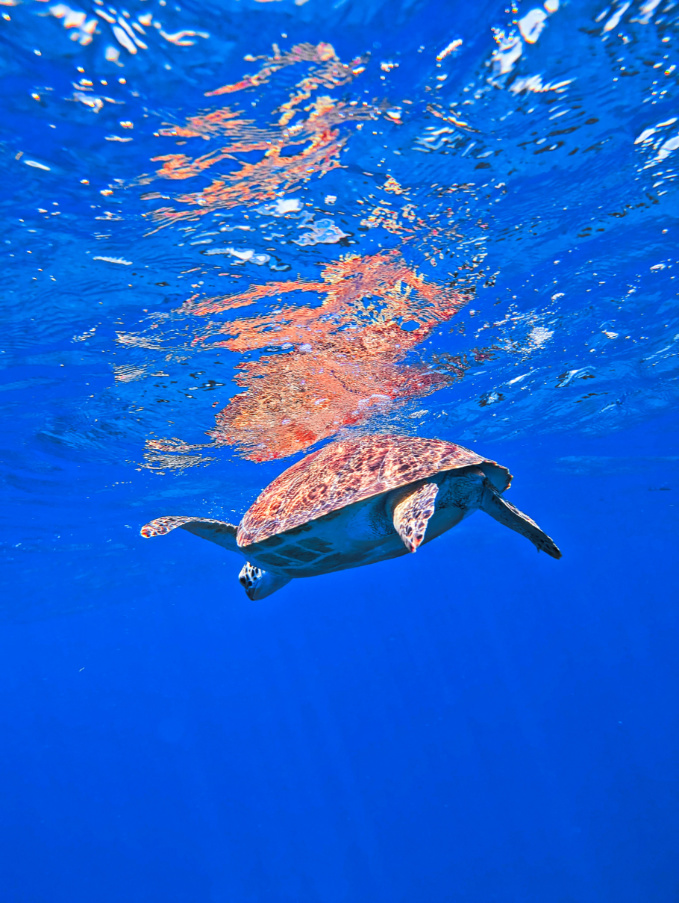 Sea Turtle while diving at Benwood Shipwreck off Key Largo with Horizon Divers Florida Keys 7