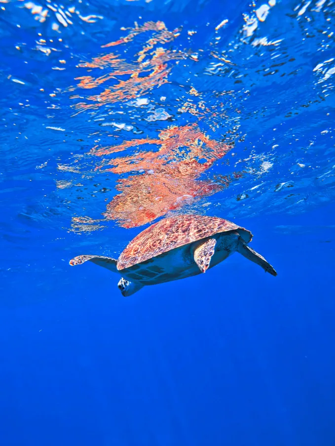 Sea Turtle while diving at Benwood Shipwreck off Key Largo with Horizon Divers Florida Keys 7