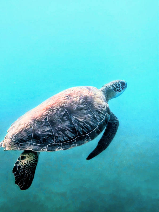Sea Turtle while snorkeling at Phil Foster Park Singer Island Riviera Beach Florida 2