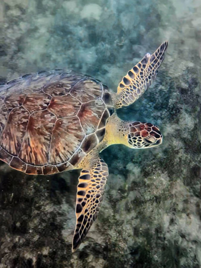 Sea Turtle while snorkeling at Phil Foster Park Singer Island Riviera Beach Florida 3