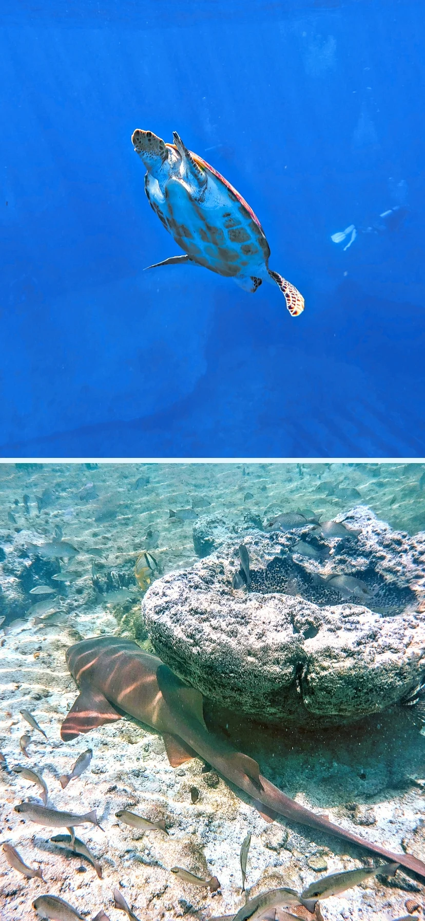 Sea Turtle with Shark and Sponge in Florida Keys