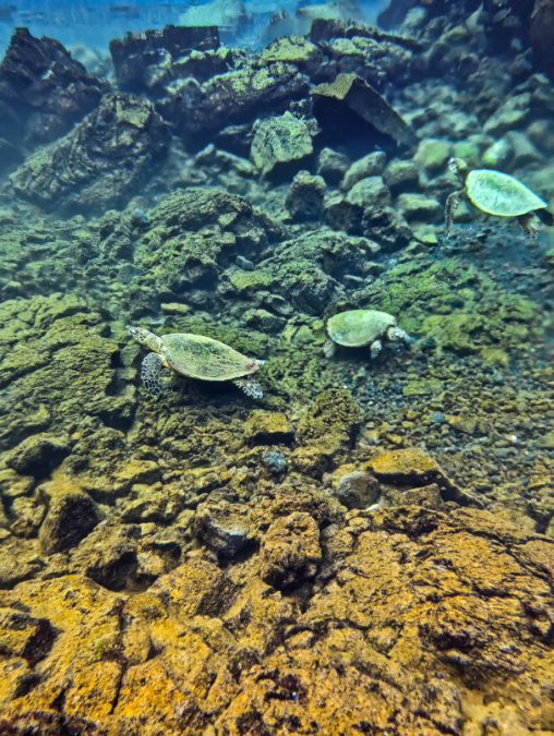 Sea Turtles in Freshwater Spring Pond on Rieds Bay Hilo Big Island Hawaii 2