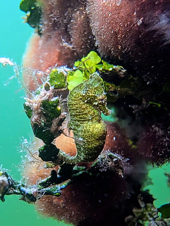 Seahorse in Vegetation snorkeling at Key Largo Florida Keys 2