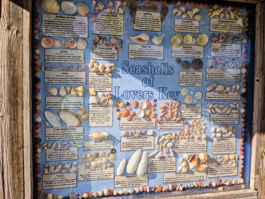 Seashell Exhibit at Lovers Key State Park Fort Myers Beach Florida 1