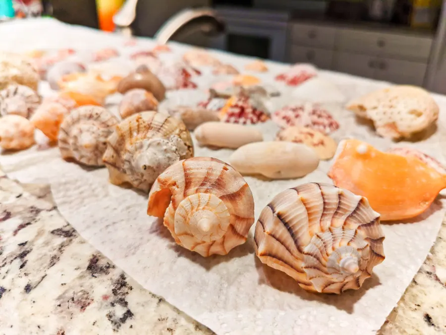 Seashells Collected from beach at Sundial Beach Resort Sanibel Island Fort Myers Florida 2