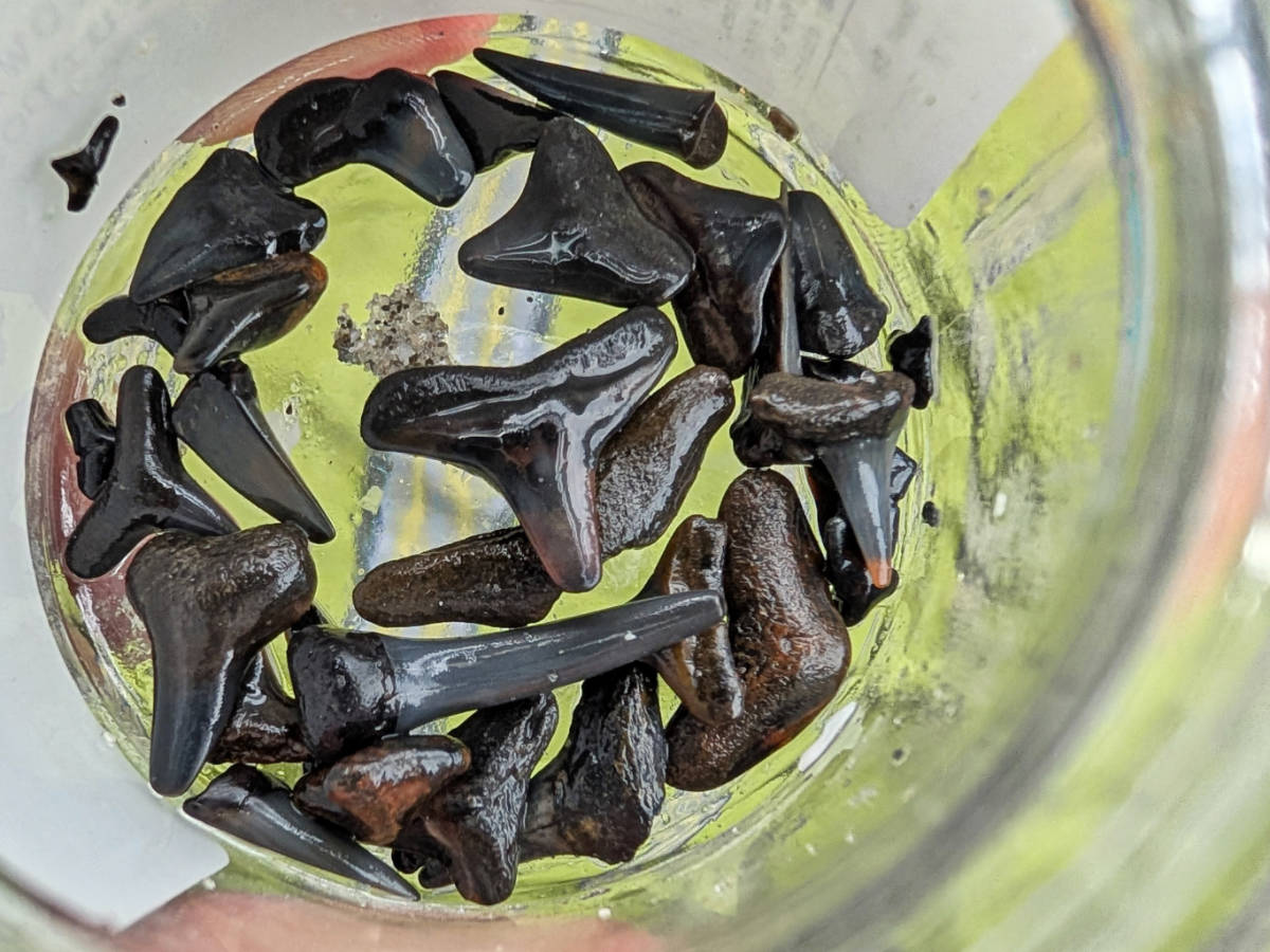 Shark Teeth at Brohard Beach Venice Florida 1