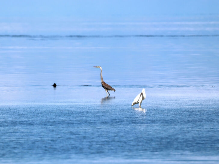Birdwatching in the Florida Keys: Beautiful Birds (and the Scoop on Flamingos!)