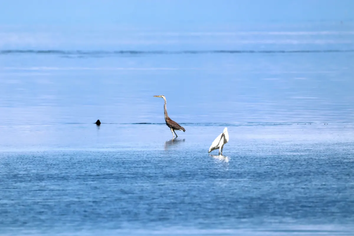 Shark with White Heron in Key West National Wildlife Refuge Florida Keys 2