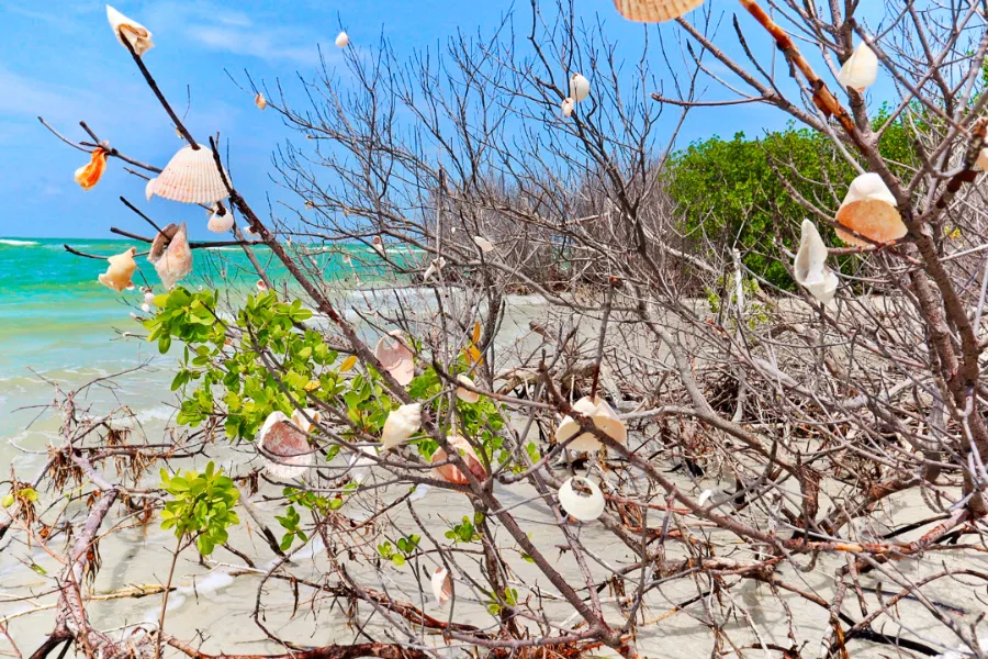 Shell Tree on Shell Key4_Marcea Cazel