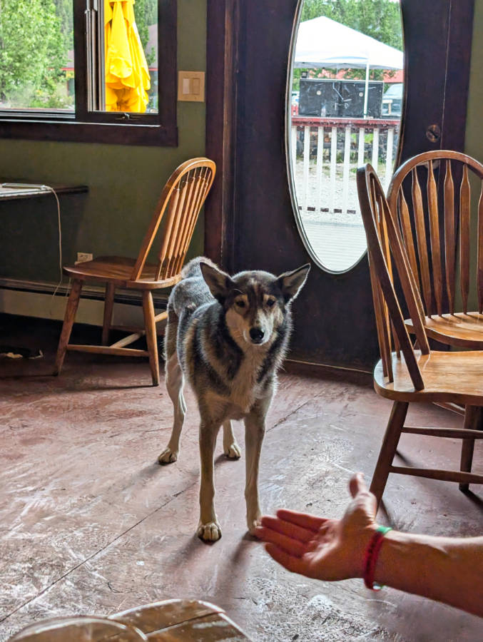 Sled Dog in Golden Saloon at McCarthy Lodge Resort Alaska