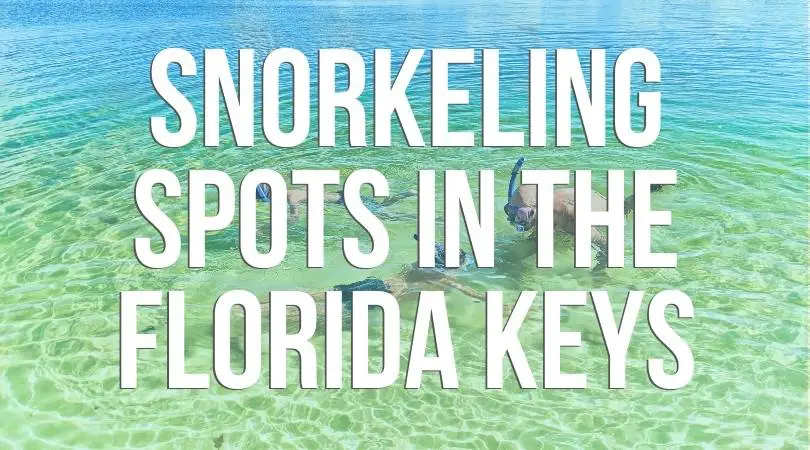 Snorkeling Spots in the Florida Keys