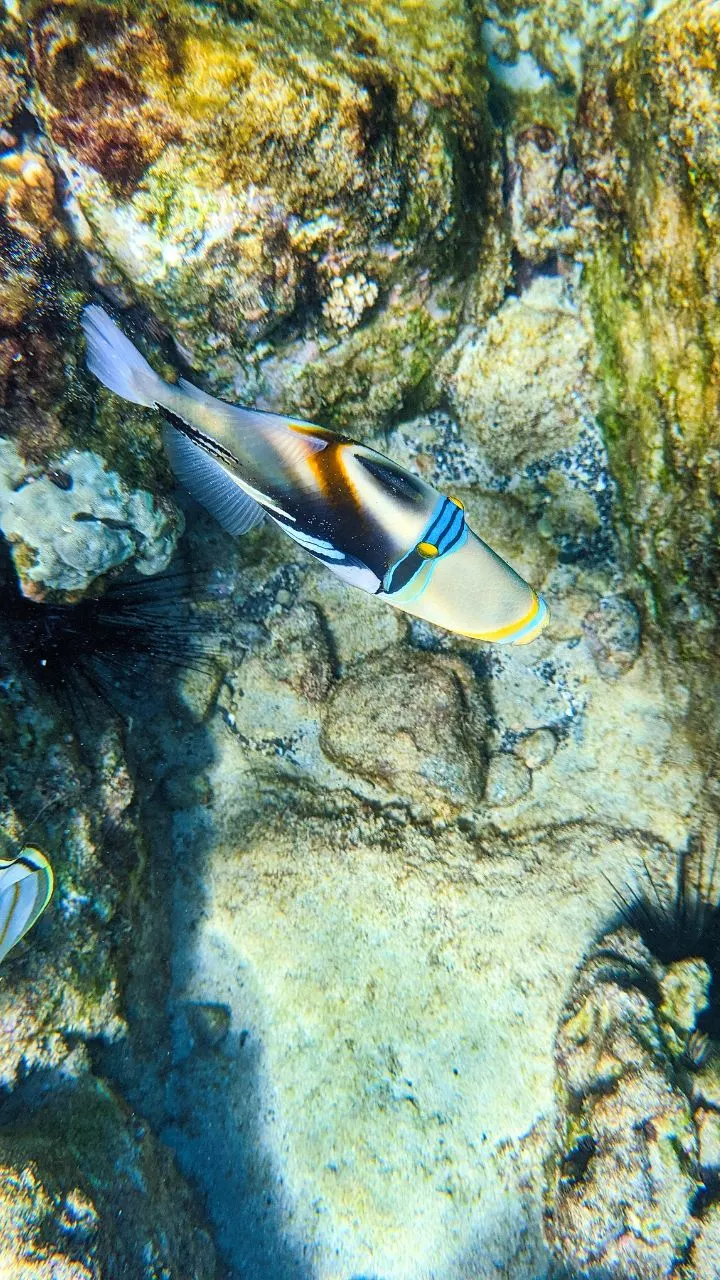 Snorkeling with Humuhumunukunukuapuaa at Wailea Bay Big Island Hawaii