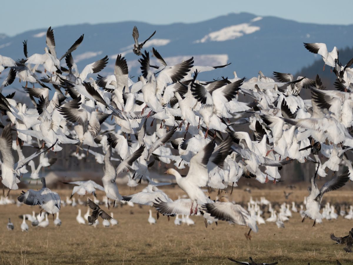 Snow Geese Flock in Skagit Valley Washington