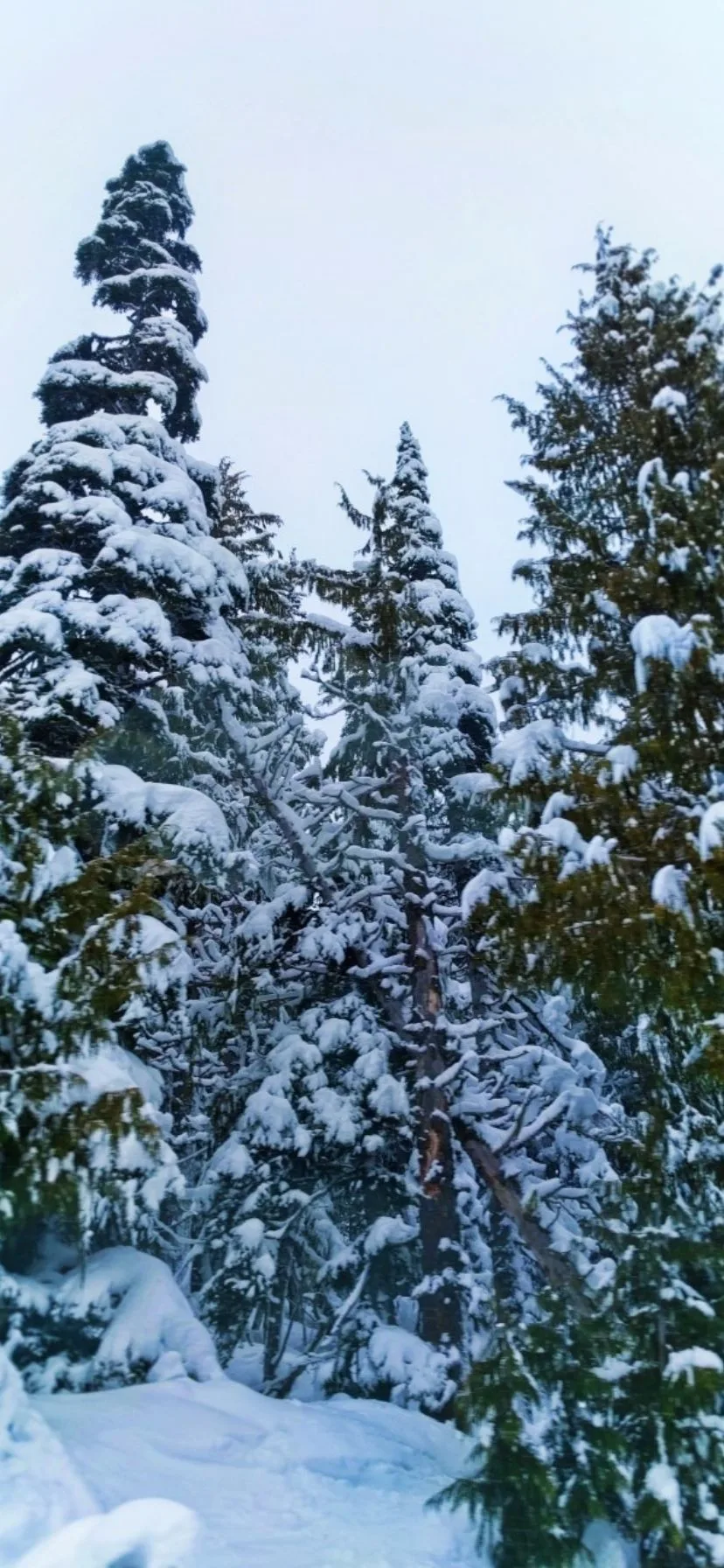 Snow at Hurricane Ridge Olympic National Park