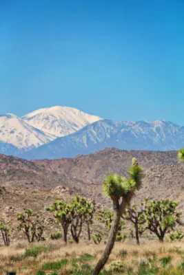 Snowy mountain seen from Joshua Tree National Park California 3