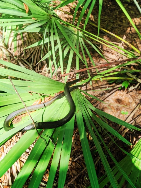 Southern Black Racer snake on nature trail at Fort Matanzas National Monument St Augustine FL 1