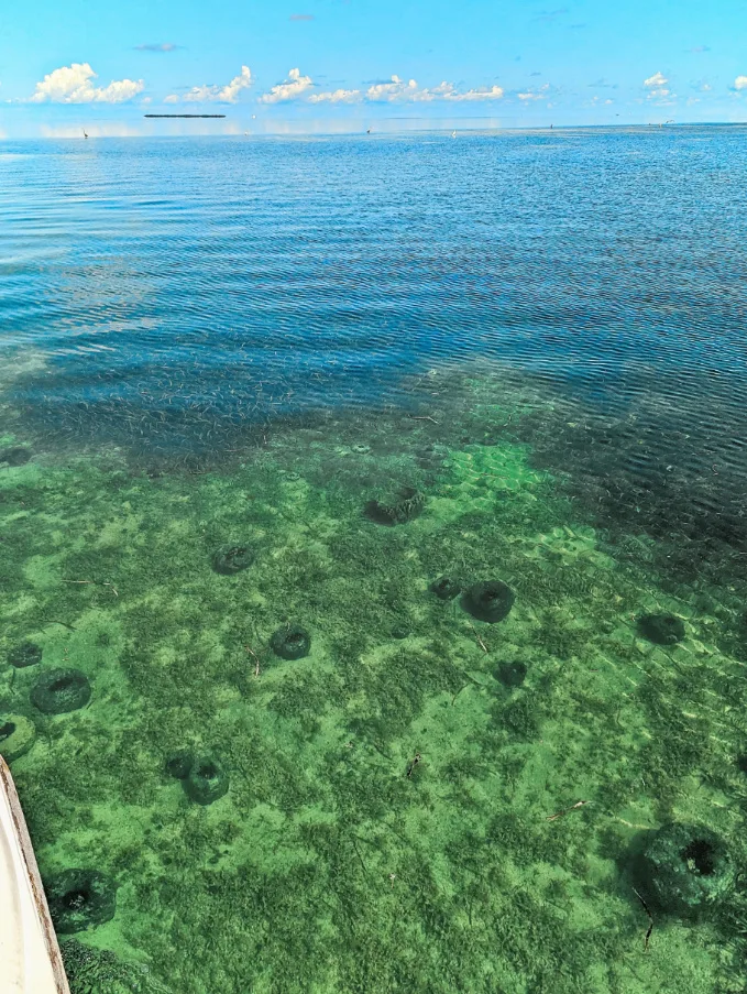 Sponge Garden in the Lakes of Key West National Wildlife Refuge Floirda Keys 1