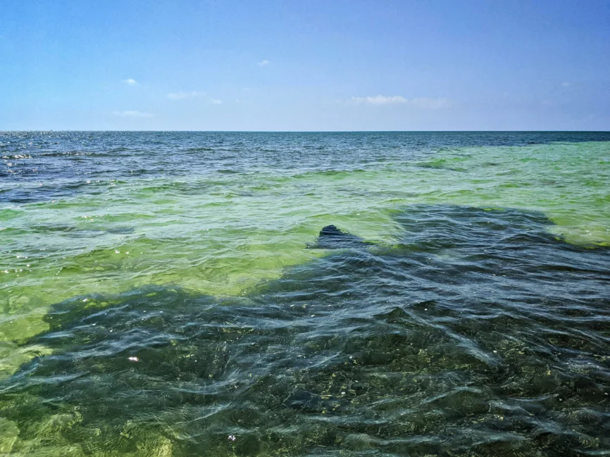 Spotted Eagle Ray at Tidepool Beach Spanish Harbor Key Bahia Honda Florida Keys 5