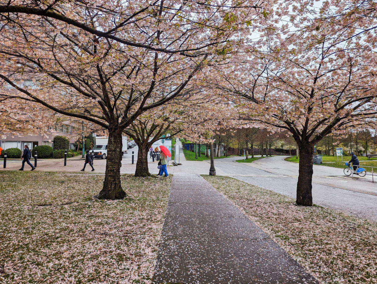 Springtime Cherry Blossoms in Downtown Vancouver BC 1