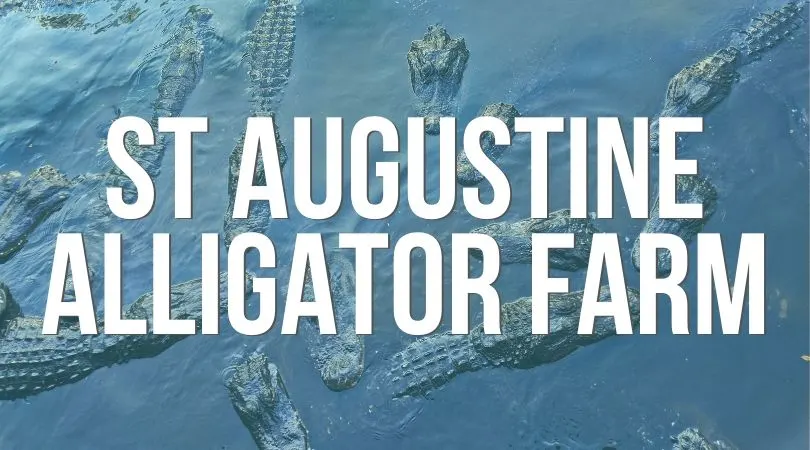 One of the oldest zoos in the USA, the Saint Augustine Alligator Farm is ideal for learning about Florida wildlife and seeing CRAZY groups of gators. Perfect stop with kids! #Florida