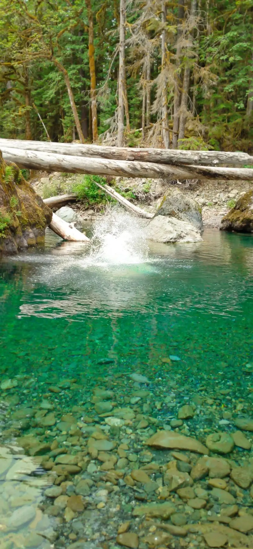 Staircase Rapids Swimming Hole on Olympic Peninsula Things to Do