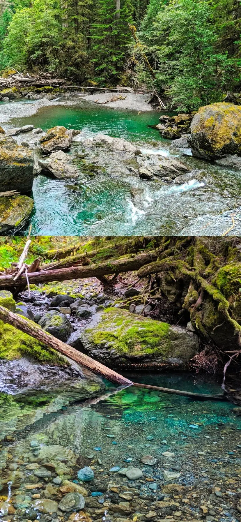 Staircase Rapids Trail on Olympic Peninsula Things to Do