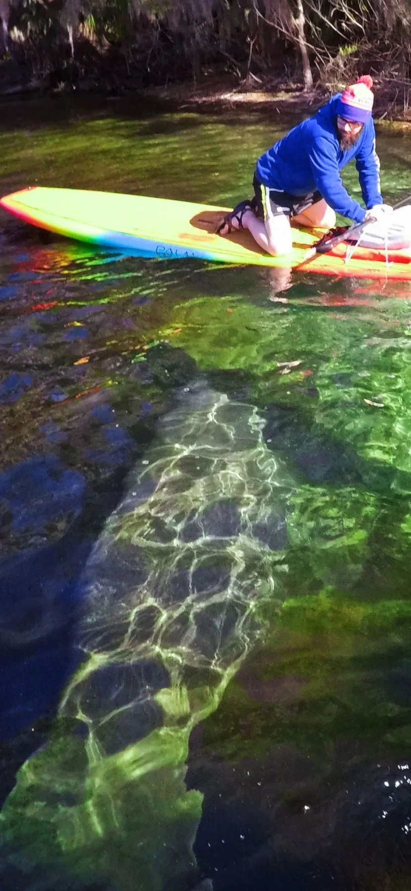 Standup Paddle boarding with Manatees at Blue Spring State Park Florida