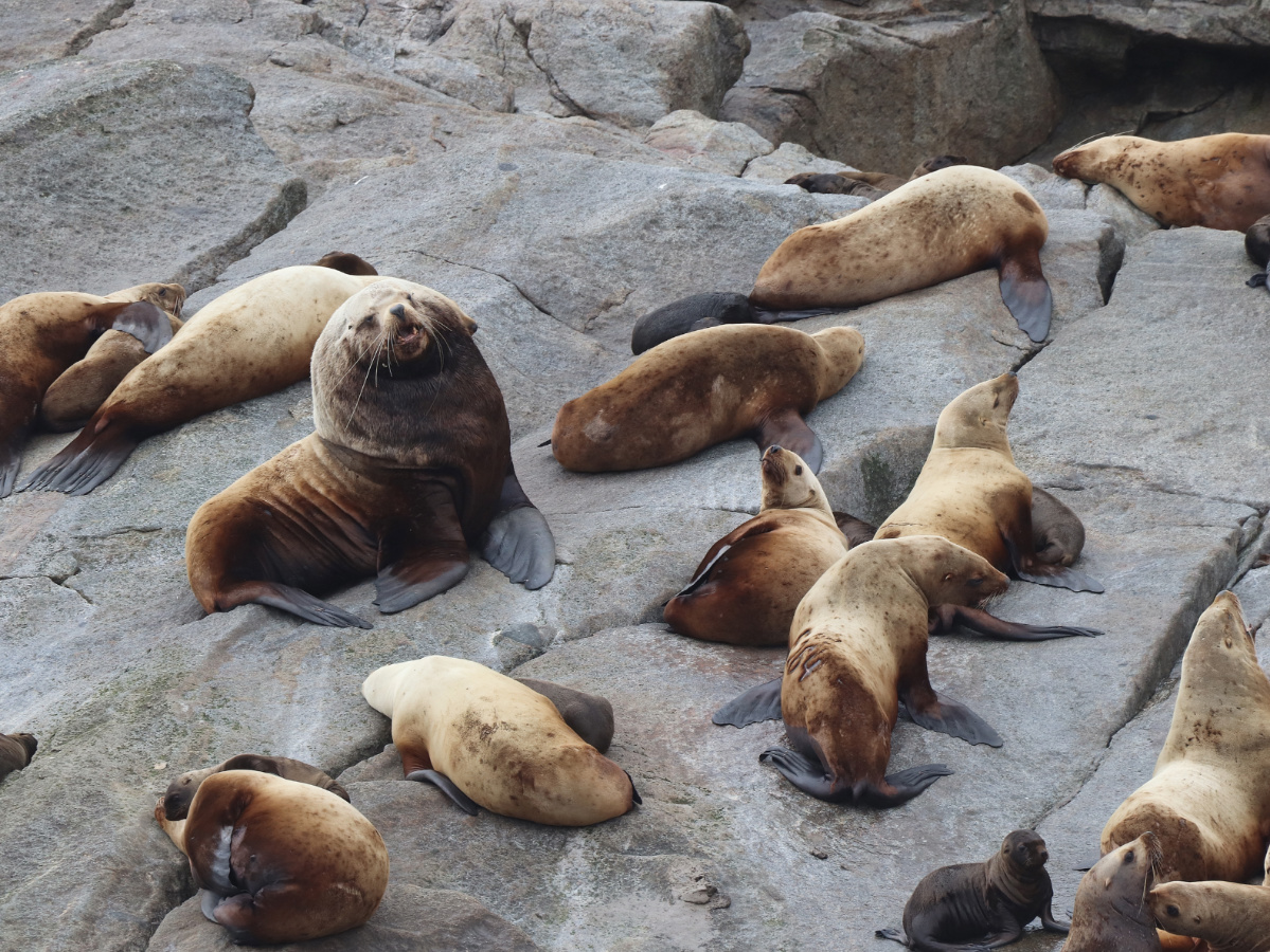 Steller Sea Lions in Kenai Fjords National Park Alaska 1