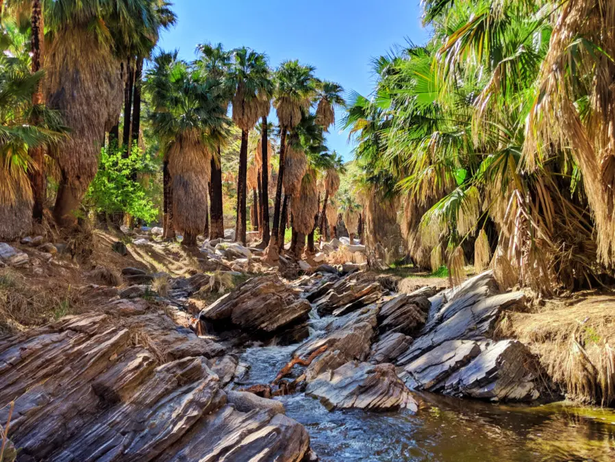 Stream in palm oasis Palm Canyon Indian Canyons Palm Springs California 2