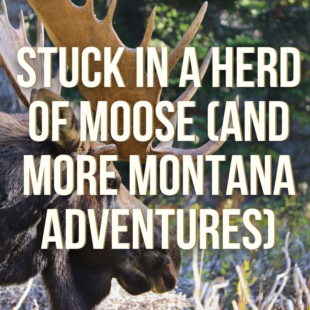 Stuck in a Herd of Moose (and More Montana Adventures)