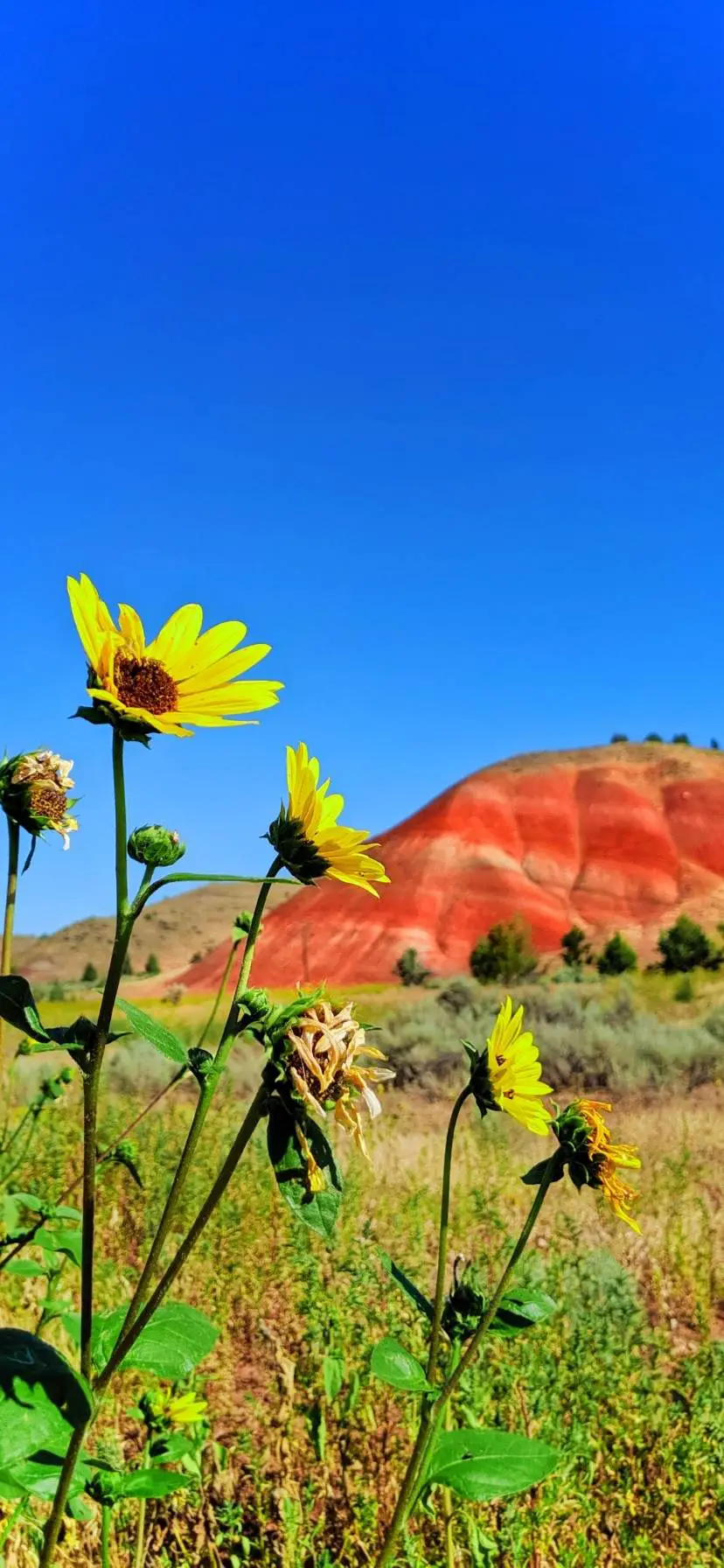 Sunflowers at Oregon's Painted Hills