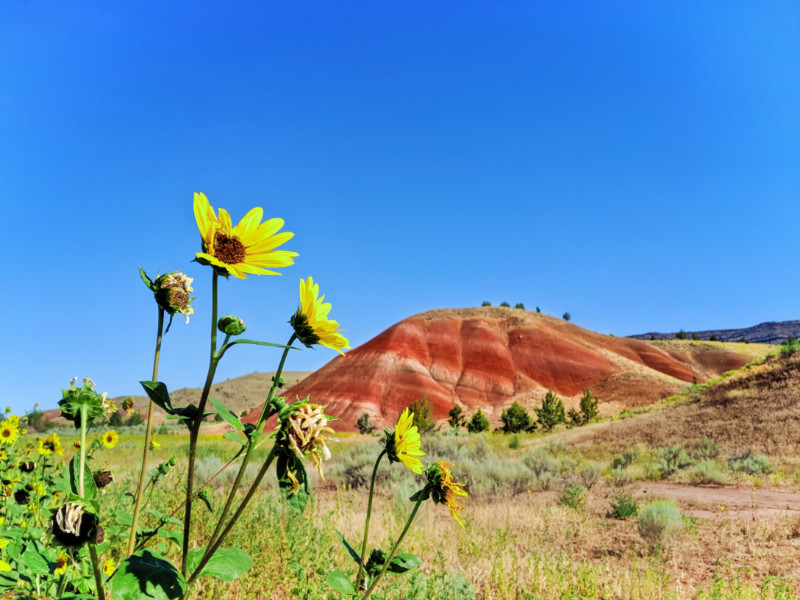 Sunflowers at Painted Hills John Day Fossil Beds NM Oregon 3b