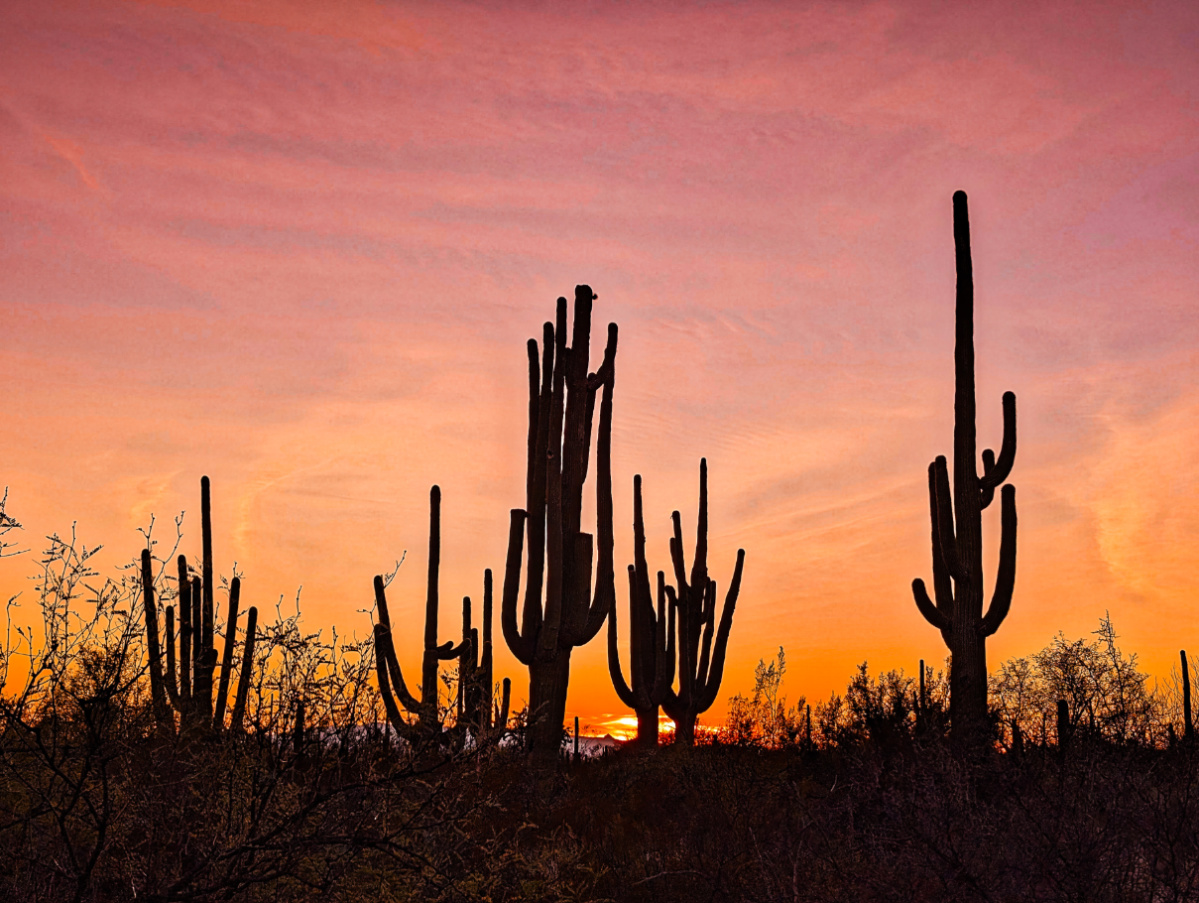 Sunset with Cactus in Saguaro National Park Tucson Arizona 1