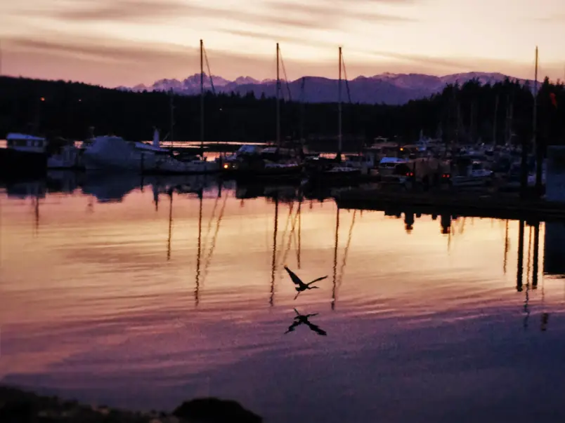 Sunset with Heron at Port Ludlow Resort