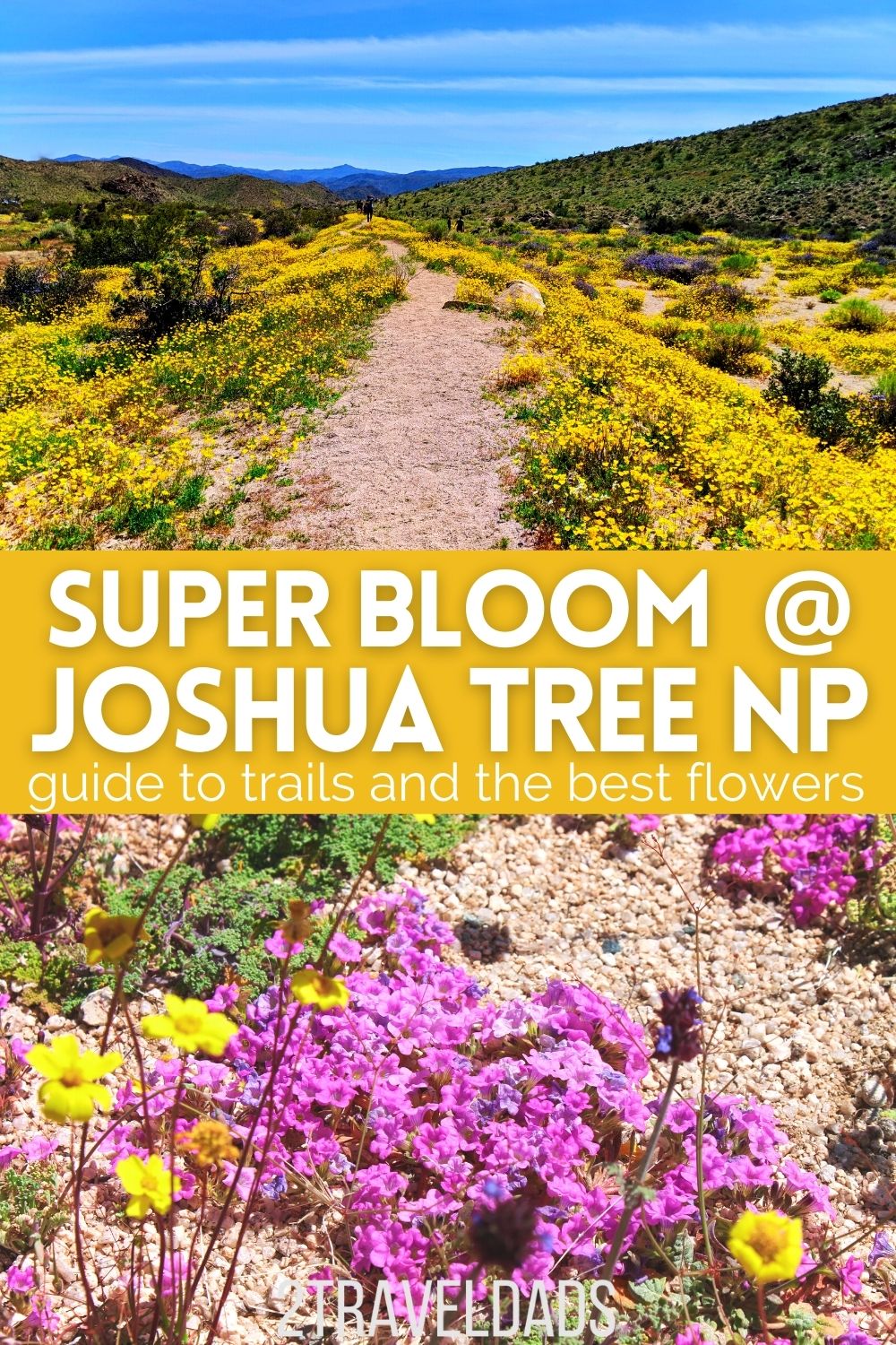 Joshua Tree National Park is so unique, and hiking during the super bloom is one of the best things to do near Palm Springs. Guide to trails and the best time to visit Joshua Tree NP.