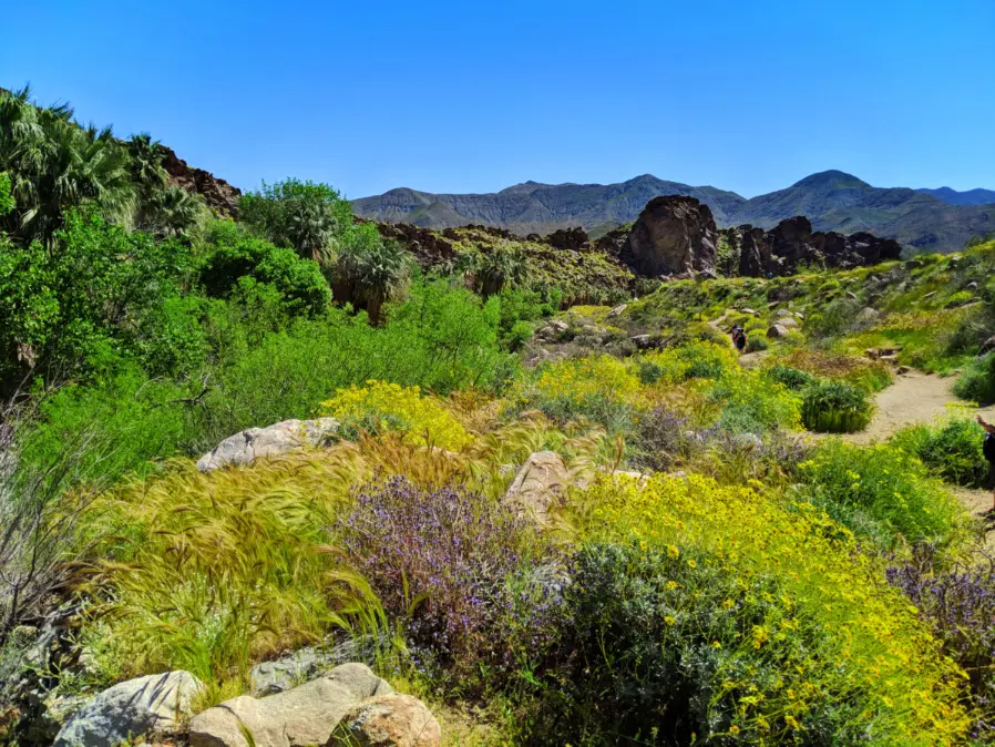 Superbloom in Andreas Canyon Indian Canyons Palm Springs California 3